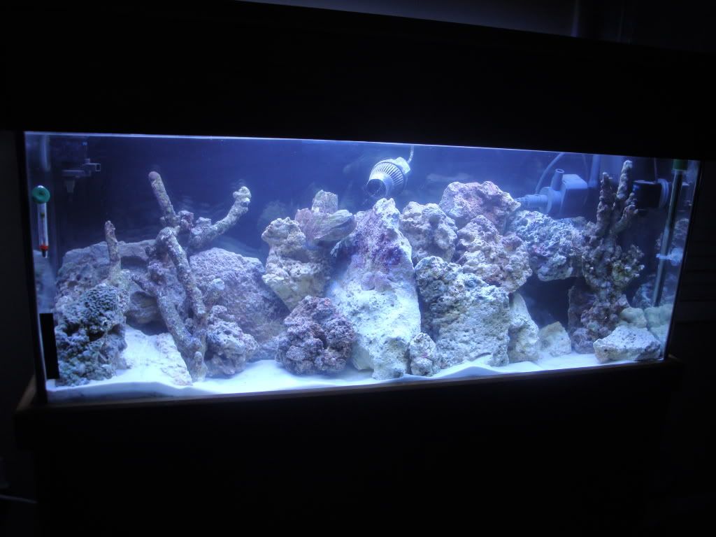 Hair Algae Outbreak during cycling Reef Central Online Community